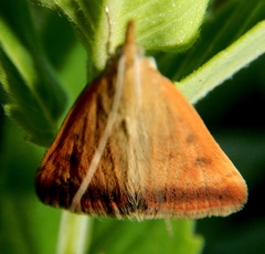 Pyrausta socialis