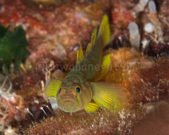 Priolepis aureoviridis