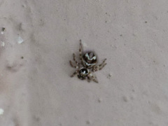 Salticidae