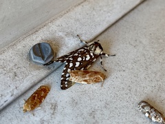 Lophocampa ingens