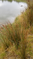 Juncus kraussii