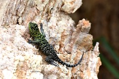 Sceloporus smaragdinus