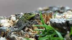 Sceloporus smaragdinus