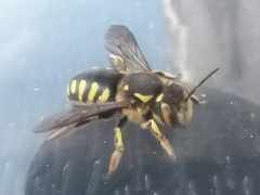 Anthidium florentinum