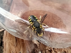 Anthidium florentinum