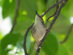 Prinia subflava