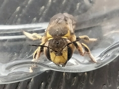 Anthidium florentinum