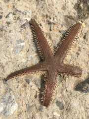 Luidia atlantidea