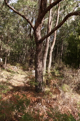 Eucalyptus splendens