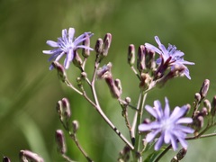 Lactuca tatarica