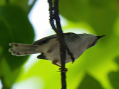 Prinia subflava