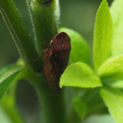 Aphrodini