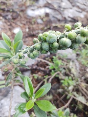 Hemiphylacus latifolius