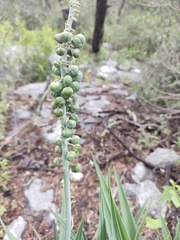 Hemiphylacus latifolius