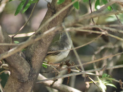 Prinia subflava