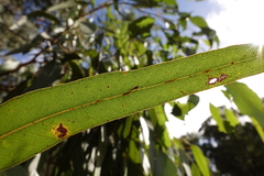 Eucalyptus splendens