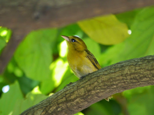 Orange Weaver (Ploceus aurantius), photo 9