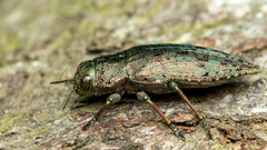 Dicerca berolinensis