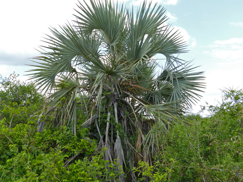 Ilala palm