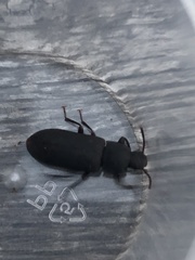 Tenebrio obscurus