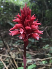 Stenorrhynchos albidomaculatum