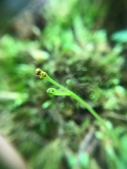 Botrychium tenebrosum