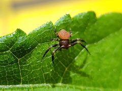 Thomisus spectabilis