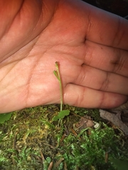 Botrychium tenebrosum