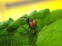 Thomisus spectabilis