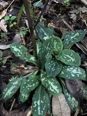 Stenorrhynchos albidomaculatum