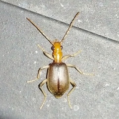 Brachininae