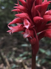 Stenorrhynchos albidomaculatum