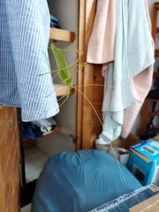 Acrometopa macropoda