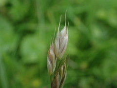 Bromus lepidus