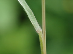 Bromus lepidus
