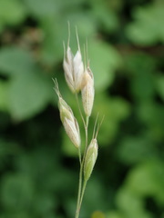 Bromus lepidus