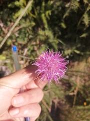 Cirsium filipendulum