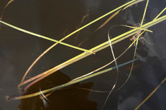 Sparganium gramineum
