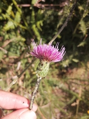 Cirsium filipendulum
