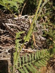 Cirsium filipendulum