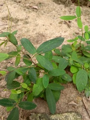 Desmodium incanum