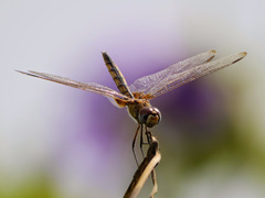 Urothemis edwardsii