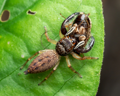 Bavia sexpunctata