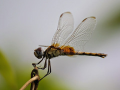 Urothemis edwardsii