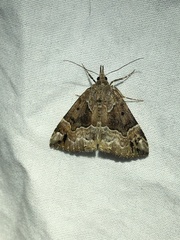 Hypena palparia