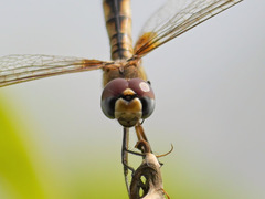 Urothemis edwardsii