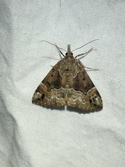 Hypena palparia