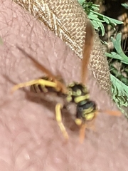 Polistes dominula