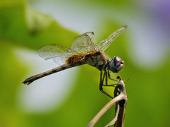Urothemis edwardsii