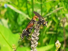 Lampria rubriventris